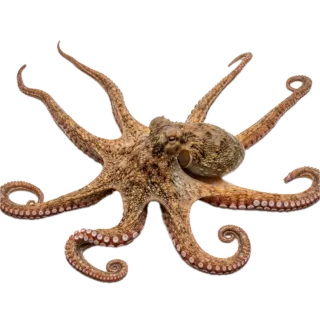Octopus, a flash card photograph for children