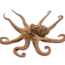 Octopus photograph to match with its shadow
