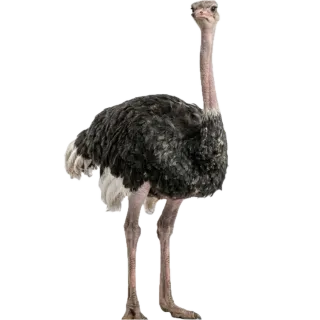 Ostrich, a flash card photograph for children