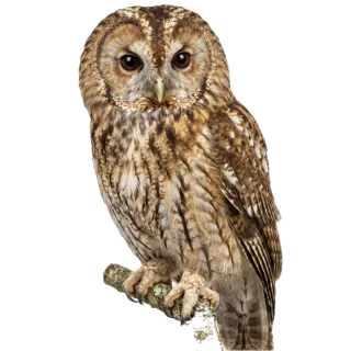 Owl, a flash card photograph for children