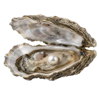 Oyster, a flash card photograph for children