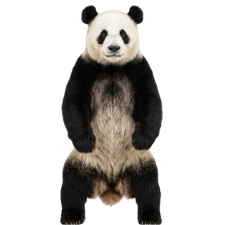 Panda, a flash card photograph for children