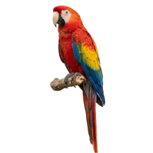 Parrot