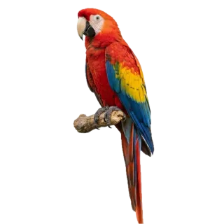Parrot, a flash card photograph for children