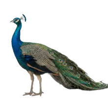 Peacock