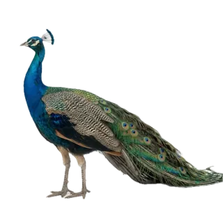 Peacock, a flash card photograph for children