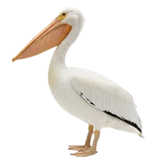 Pelican, a flash card photograph for children