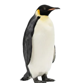 Penguin, a flash card photograph for children