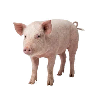 Pig, a flash card photograph for children