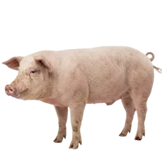 Pig, a flash card photograph for children