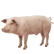 Pig photograph to match with its shadow