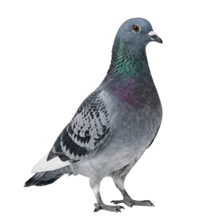 Pigeon, a flash card photograph for children