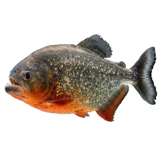 Piranha, a flash card photograph for children