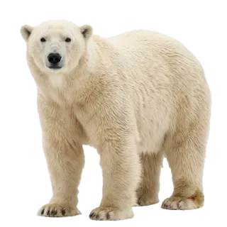 Polar bear, a flash card photograph for children