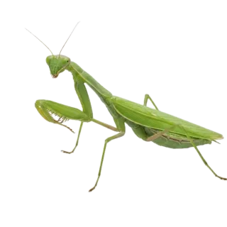 Praying mantis, a flash card photograph for children