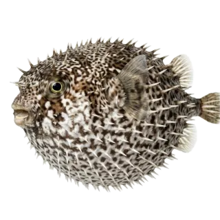 Pufferfish, a flash card photograph for children