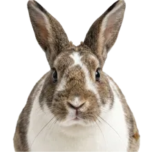 Rabbit photograph to match with its shadow