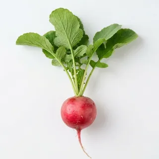 Radish, a flash card photograph for children