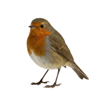 Robin, a flash card photograph for children