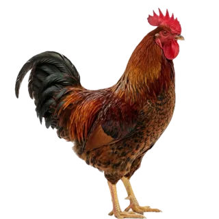 Rooster, a flash card photograph for children
