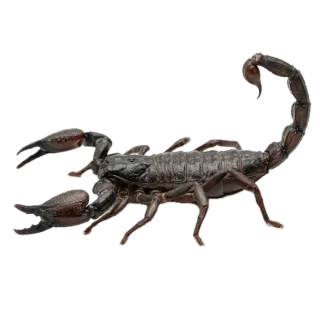 Scorpion, a flash card photograph for children