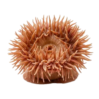 Sea anemone, a flash card photograph for children