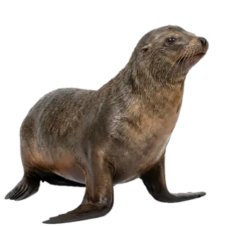 Sea lion, a flash card photograph for children
