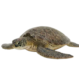 Sea turtle, a flash card photograph for children