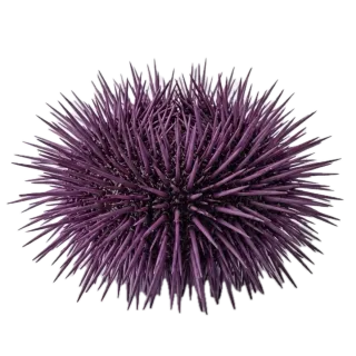 Sea urchin, a flash card photograph for children