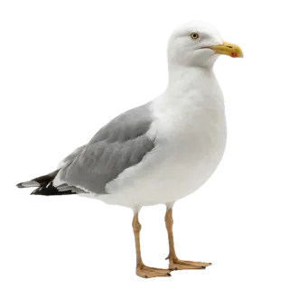 Seagull, a flash card photograph for children