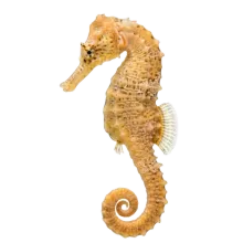 Seahorse photograph to match with its shadow