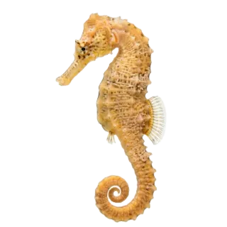 Seahorse, a flash card photograph for children