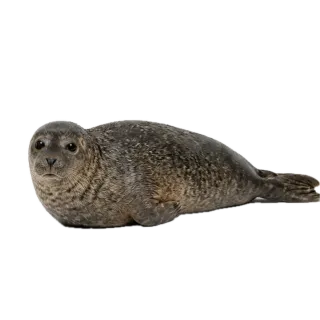 Seal, a flash card photograph for children
