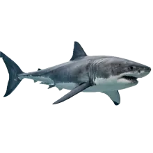 Shark