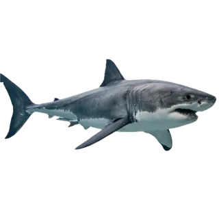 Shark, a flash card photograph for children