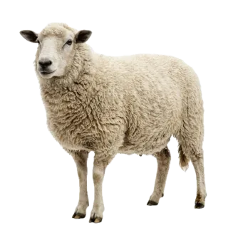 Sheep, a flash card photograph for children