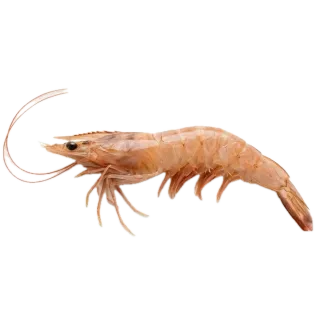 Shrimp, a flash card photograph for children