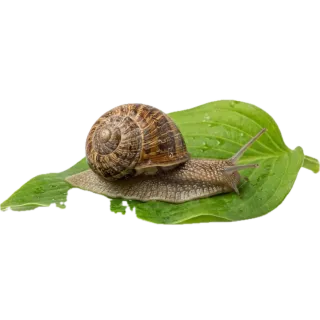 Slow, a flash card photograph for children