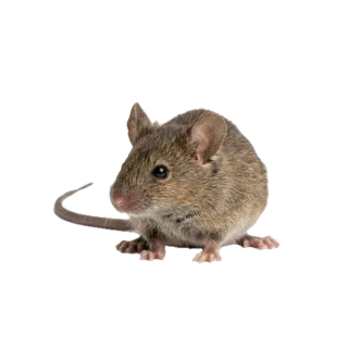 Small, a flash card photograph for children