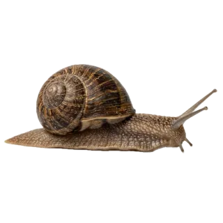 Snail, a flash card photograph for children