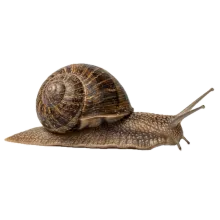 Snail photograph to match with its shadow