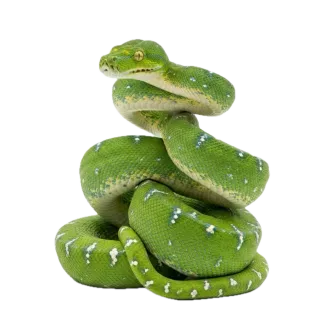 Snake, a flash card photograph for children