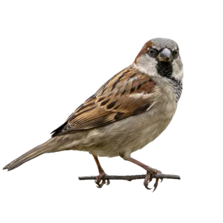 Sparrow, a flash card photograph for children