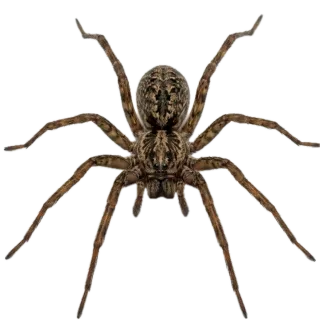 Spider, a flash card photograph for children