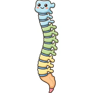 Spine, a flash card photograph for children