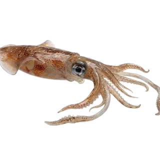 Squid, a flash card photograph for children