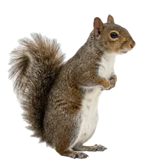 Squirrel, a flash card photograph for children