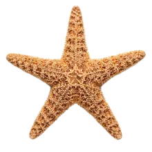 Starfish photograph to match with its shadow