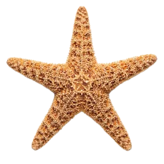 Starfish, a flash card photograph for children