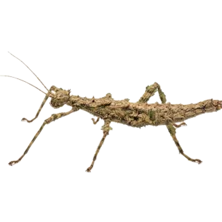 Stick insect, a flash card photograph for children